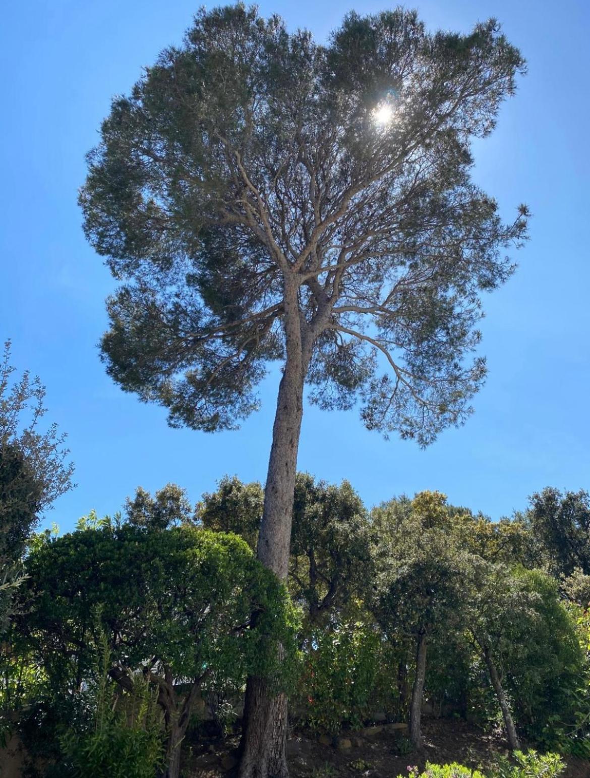 Belle Villa Dans Clos Prive - Saint Raphael Boulouris מראה חיצוני תמונה